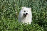 SAMOYEDE 029